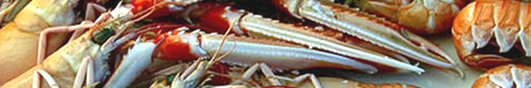 Finest Scottish Shellfish